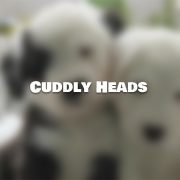 Cuddly-Heads